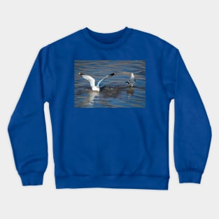 Gull Going for the Fish by Debra Martz Crewneck Sweatshirt